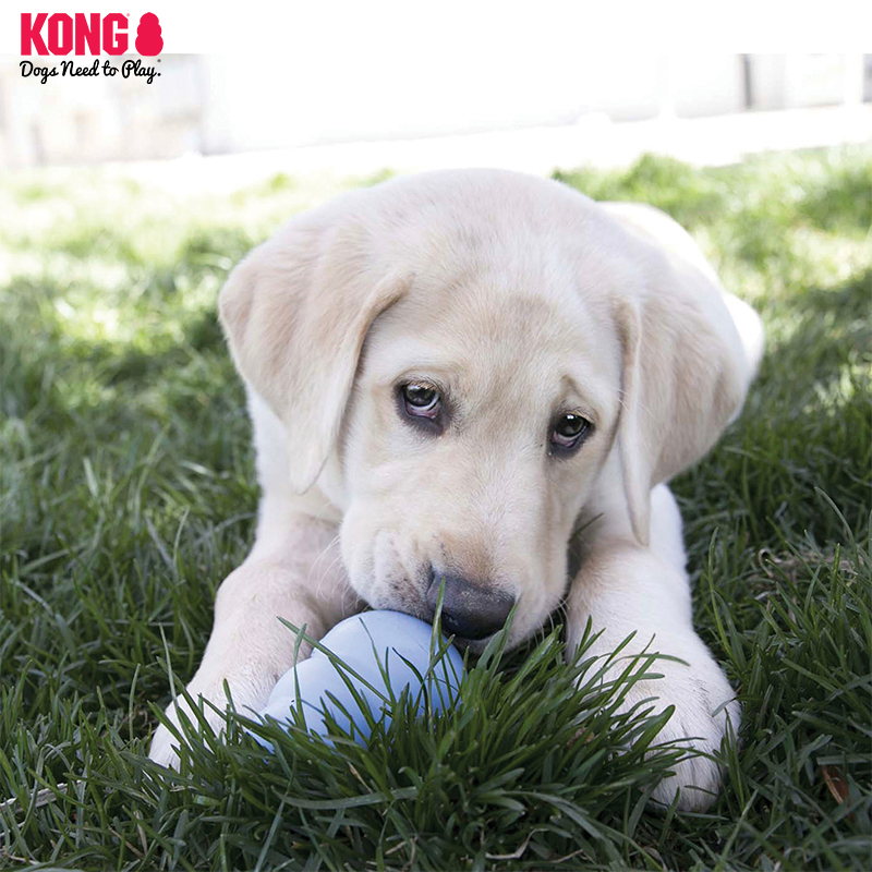 KONG狗狗零食磨牙漏食球配套宠物训练奖励奶酪培根味幼犬饼干S号