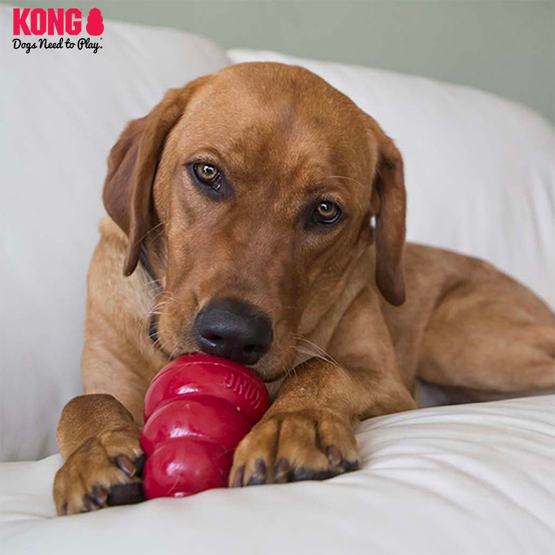 KONG狗零食漏食球玩具配套边牧幼犬训练奖励丰容宠物磨牙饼干227g