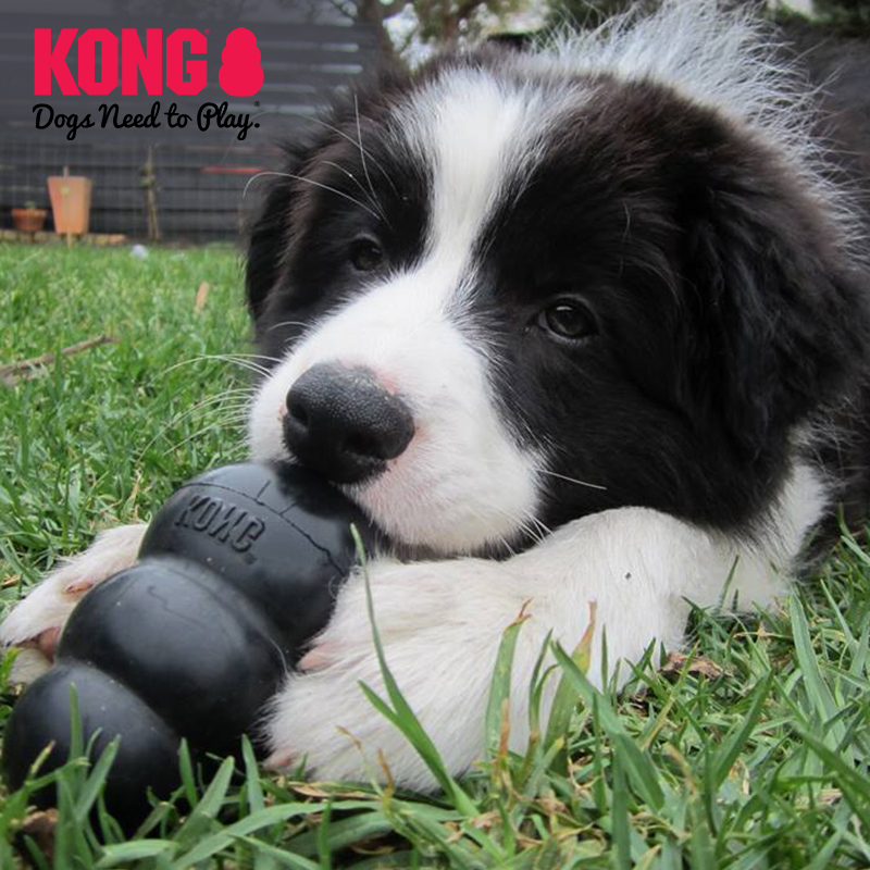 KONG经典加强型葫芦漏食球宠物训练27-41kg狗狗耐咬玩具组合