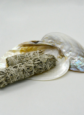 鲍鱼壳鼠尾草器皿烧盘