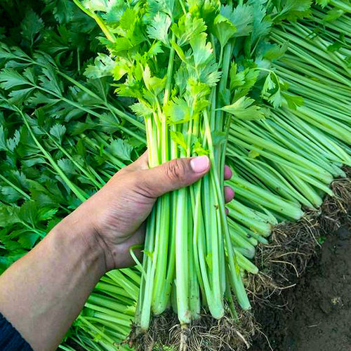 四季小香芹种子苗芹菜种籽农家水芹菜春季四季盆栽阳台蔬菜种孑 - 图1