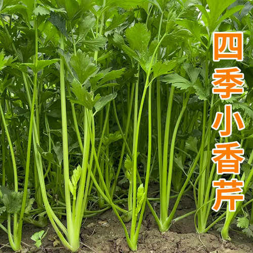 四季小香芹种子苗芹菜种籽农家水芹菜春季四季盆栽阳台蔬菜种孑 - 图0
