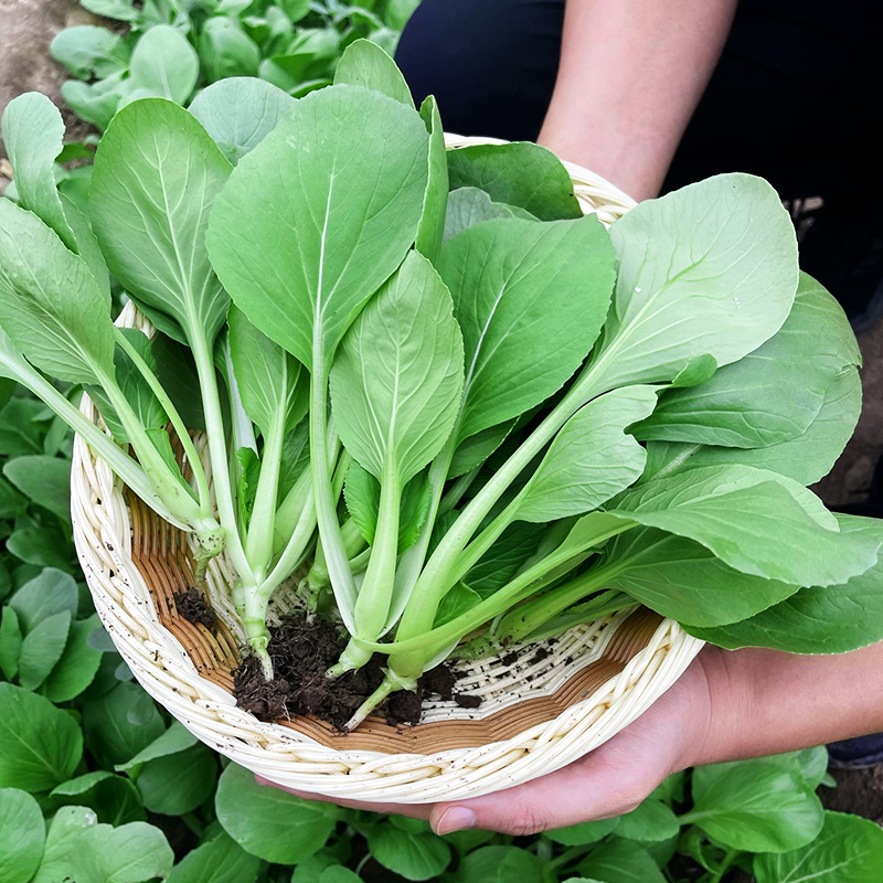 上海鸡毛菜种子种籽上海青小白菜青菜籽春秋四季阳台盆栽蔬菜种孑 - 图1