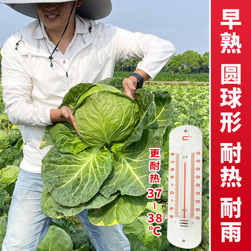 夏播甘蓝种子露天种耐热耐高温绿甘蓝包菜种籽四季播抗病耐裂种孑 - 图2