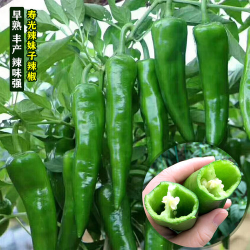 超辣辣妹子辣椒种子苗青椒红椒干椒辣椒种籽辣味浓高产春季蔬菜孑 - 图1