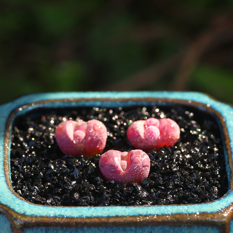 新品生石花多肉植物组合套餐屁股花石头PP盆栽室内办公室可爱萌肉 - 图3