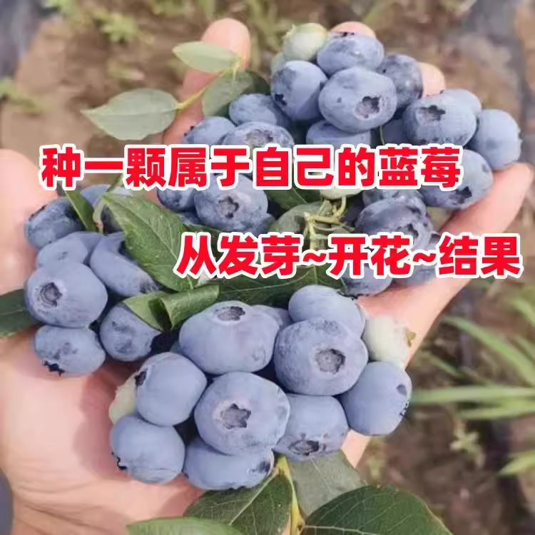 特大蓝莓树果苗盆栽地栽带果发货南北方种植奥尼尔蓝莓苗当年结果 - 图2