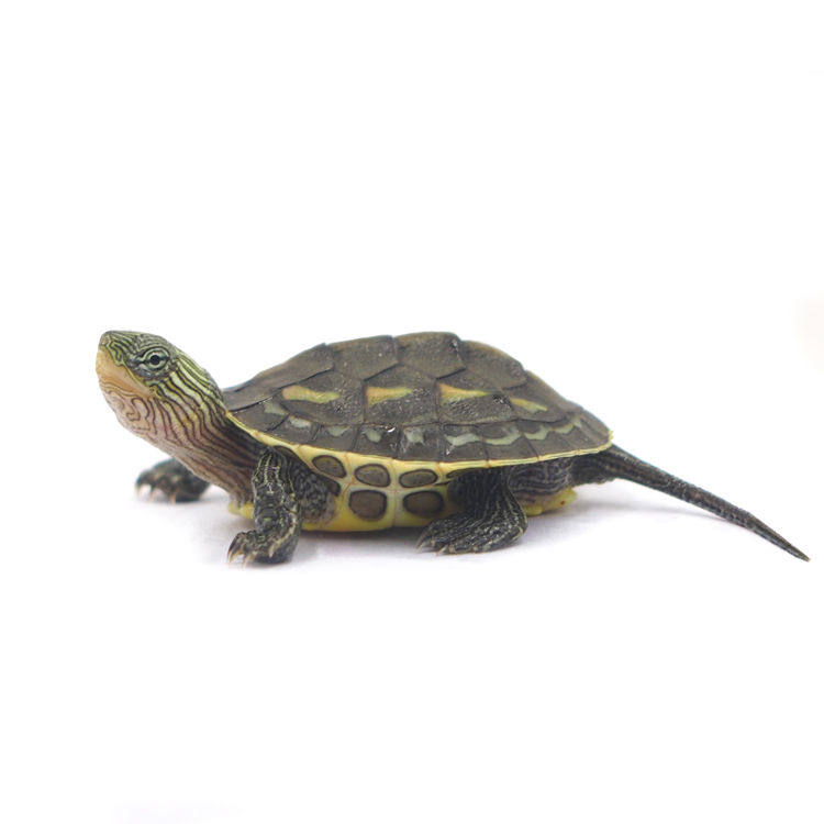 外塘中华花龟小乌龟活体珍珠龟六线草龟宠物水龟台湾草龟观赏龟活,淘宝优惠券,粉丝福利购,淘宝优惠卷