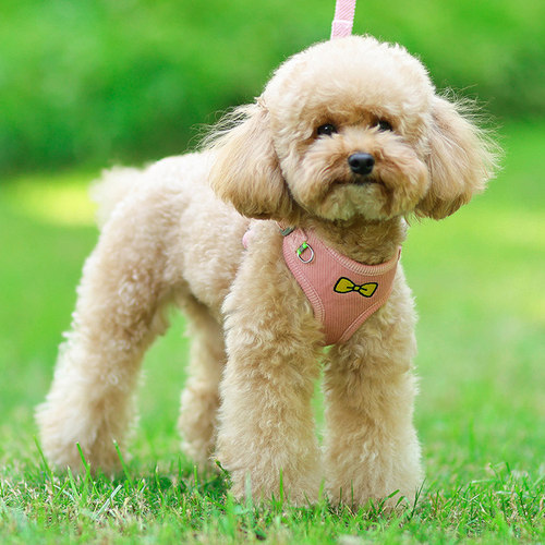 狗狗牵引绳背心式小型犬遛狗绳泰迪比熊柯基胸背带幼犬宠物狗链子 - 图0