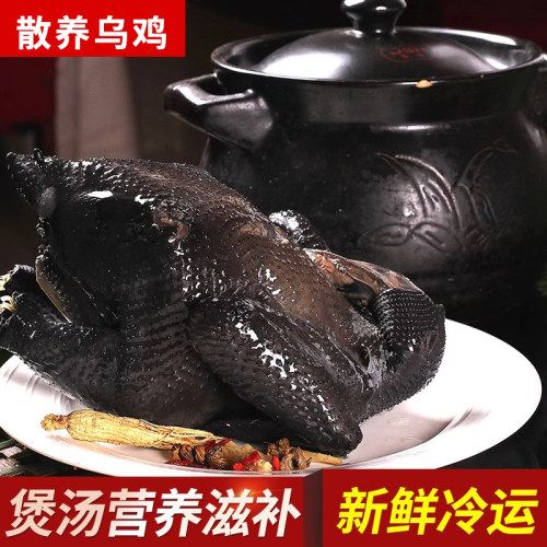 精品乌鸡正宗土鸡 农家散养冷冻鸡肉新鲜整只乌骨鸡五黑鸡老母鸡 - 图1