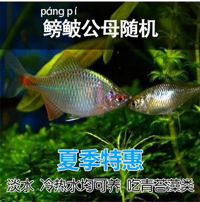 鳑鲏活体淡冷水不加温观赏除藻工具小型群游鱼原生旁皮鱼好养包邮 - 图1