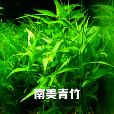 爬地珍珠鱼缸水族箱造景活体水草淡水无土植物后景草真水草绿菊-图2