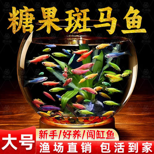 包邮 斑马鱼生态瓶冷水鱼斑马鱼红绿灯淡水鱼小型热带观赏鱼活体 - 图0