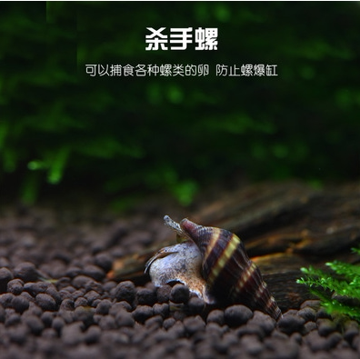 5只包邮 淡水观赏螺除藻螺 黑金刚螺斑马螺杀手螺黄金螺紫纹螺 - 图2
