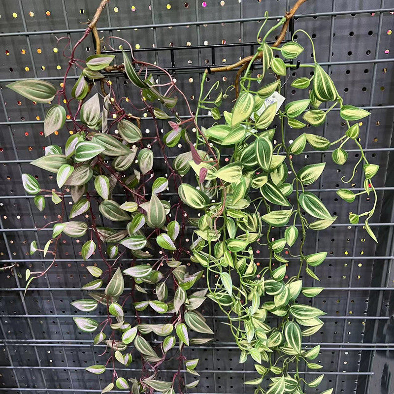 新款高仿真吊兰梅 眼眉叶藤条藤蔓垂挂吊挂墙面吊顶室内装饰叶子,淘宝优惠券,粉丝福利购,淘宝优惠卷