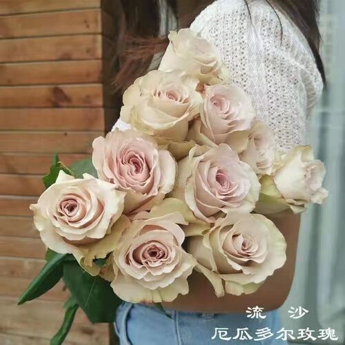 玫瑰半岛 直播专拍链接6加仑大苗一物一拍 - 图0