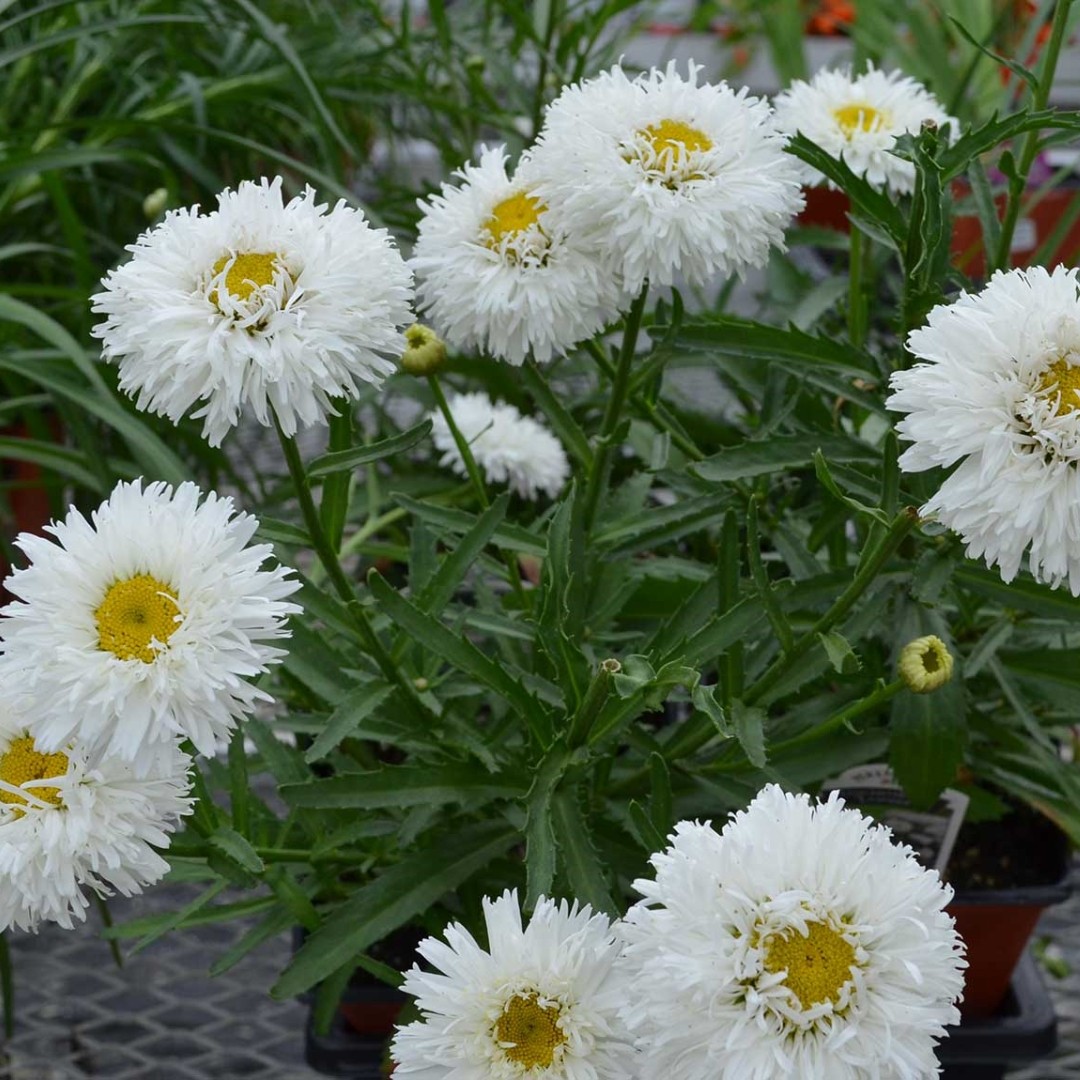 深山花奴盆苗大滨菊名媛多年生白雪公主盆栽阳台庭院花卉耐热好养,淘宝优惠券,粉丝福利购,淘宝优惠卷