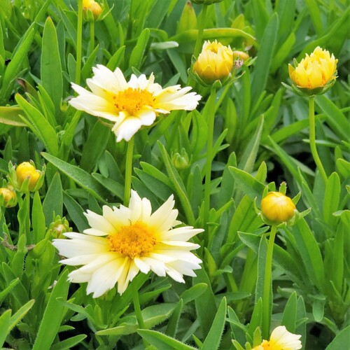 深山花奴金鸡菊小闹钟花镜植物地载多年生宿根花卉耐寒耐热庭院 - 图0