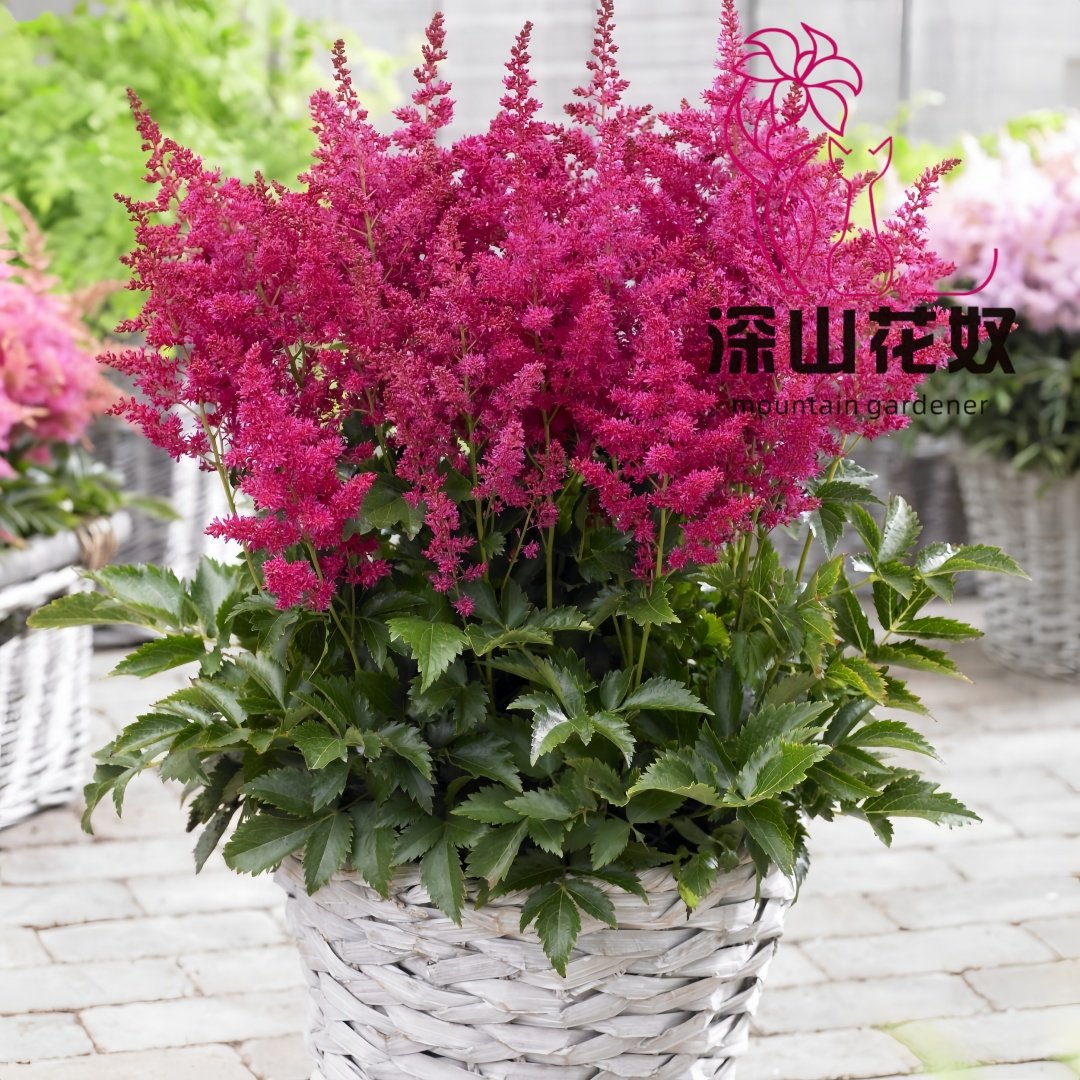 深山花奴 盆苗 落新妇耐阴络新妇多年生花卉阳台盆栽庭院花境植物,淘宝优惠券,粉丝福利购,淘宝优惠卷