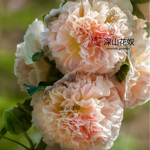 深山花奴 【盆苗】查特奶油桃子与梦重瓣蜀葵一丈红多年生耐寒 - 图0