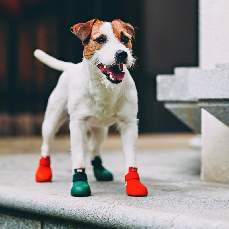 正品美国Wagwear户外保护脚掌防滑橡胶宠物犬防水脚套狗狗雨鞋-图1