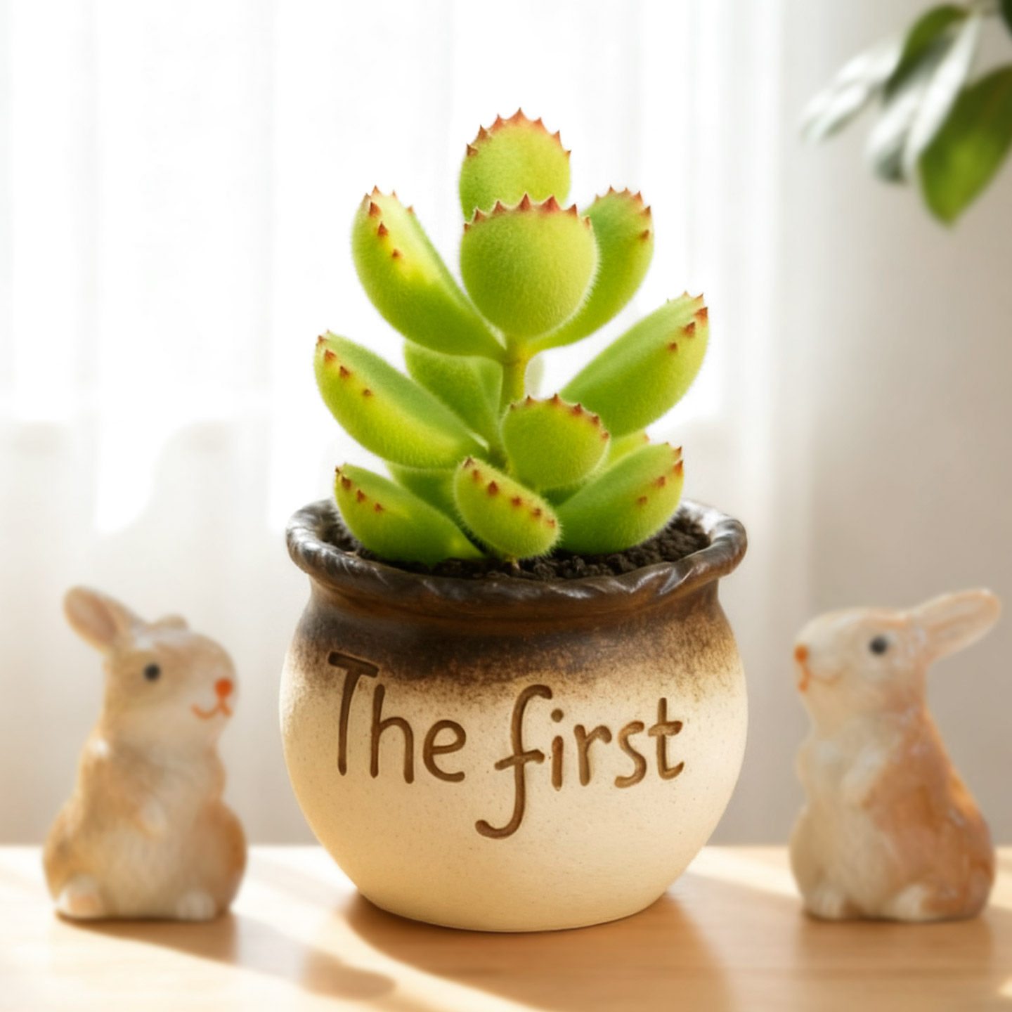 多肉小盆栽仙人球绿植带盆办公室桌面室内植物名贵仙人掌幼儿园礼,淘宝优惠券,粉丝福利购,淘宝优惠卷