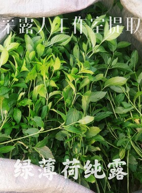 镇定薄荷纯露CLR/采露人补水