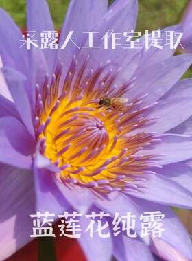 蓝莲花纯露纯露CLR/采露人
