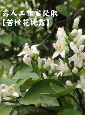 苦橙花纯露 提亮肤色 单方私人鲜花纯露定制采露人工作室提取
