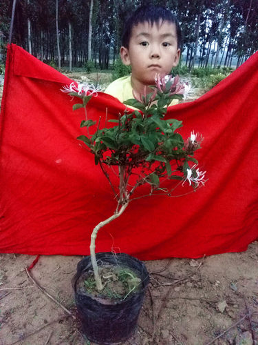 红金银花苗盆景树桩红黄白色五彩金银花小苗熟盆爬藤攀援带盆栽好 - 图0