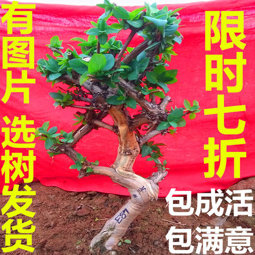 金银花苗苗木红色盆栽盆景树桩老桩花卉四季种植树苗忍冬爬藤药用 - 图1