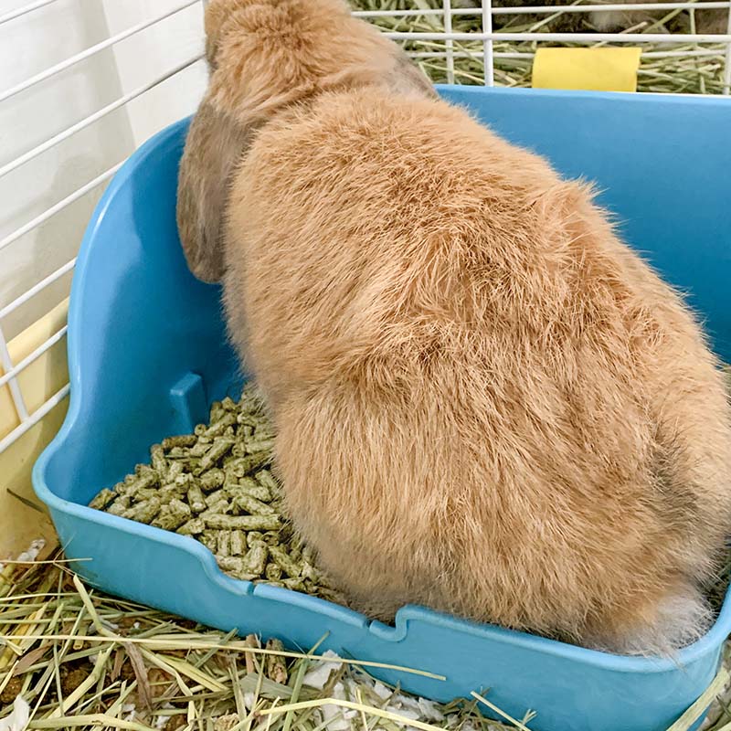 宠物兔子垫料除臭木粒2.5kg兔兔龙猫豚鼠吸水除尿骚垫材仓鼠用品-图0