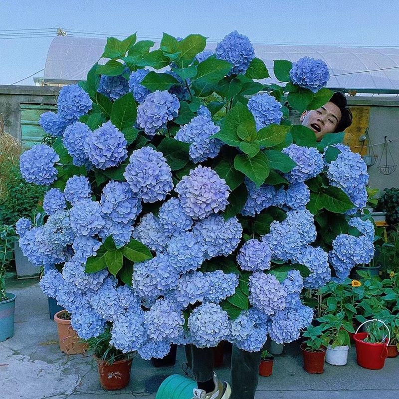 耐寒绣球花苗盆栽无尽夏绣球八仙花地栽庭院阳台花卉成年母本大苗 - 图1