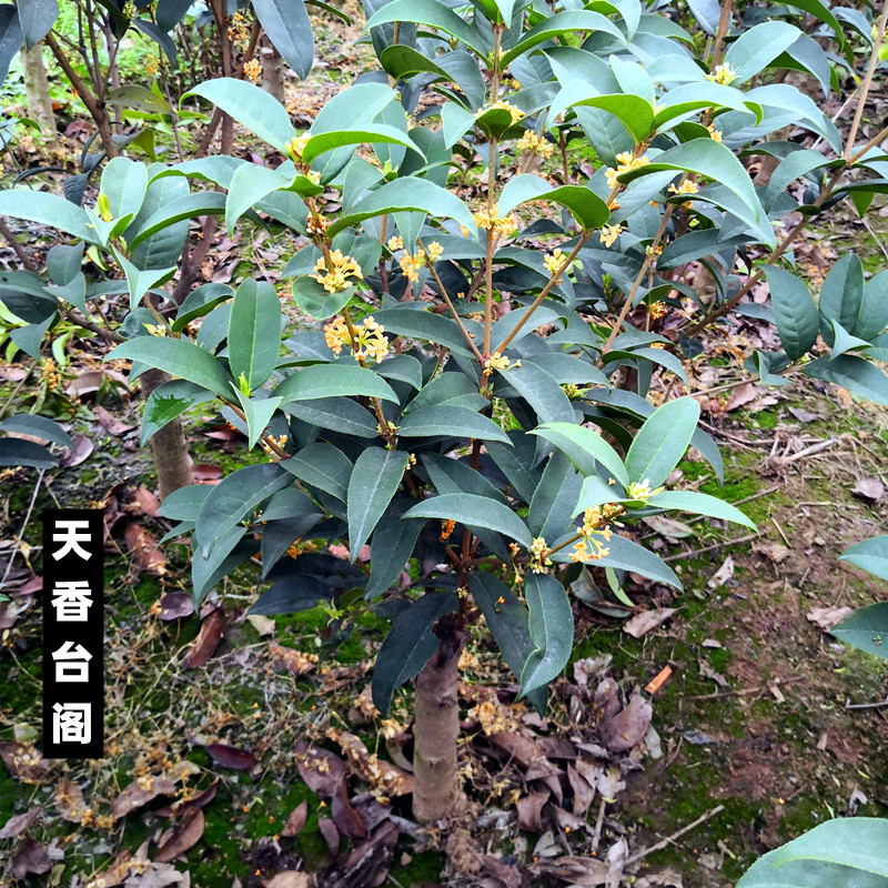 天香台阁桂花盆栽树苗流苏嫁接日香桂佛顶株矮化桩景香浓四季开花-图2