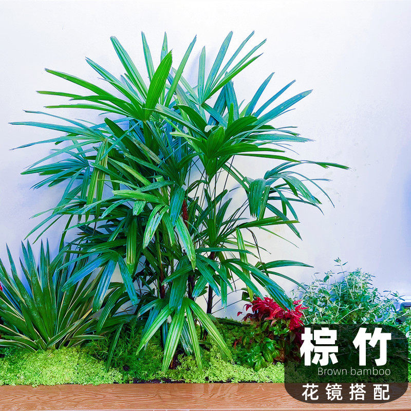 小叶金山棕竹大叶棕竹盆栽大型室内竹子耐寒观叶绿植花镜搭配植物,淘宝优惠券,粉丝福利购,淘宝优惠卷