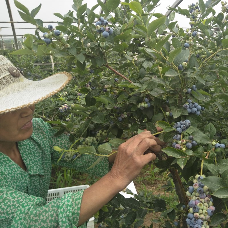 蓝莓树果苗怡颗带果或带花苞盆栽庭院阳台树苗当年结果南北方种植-图1