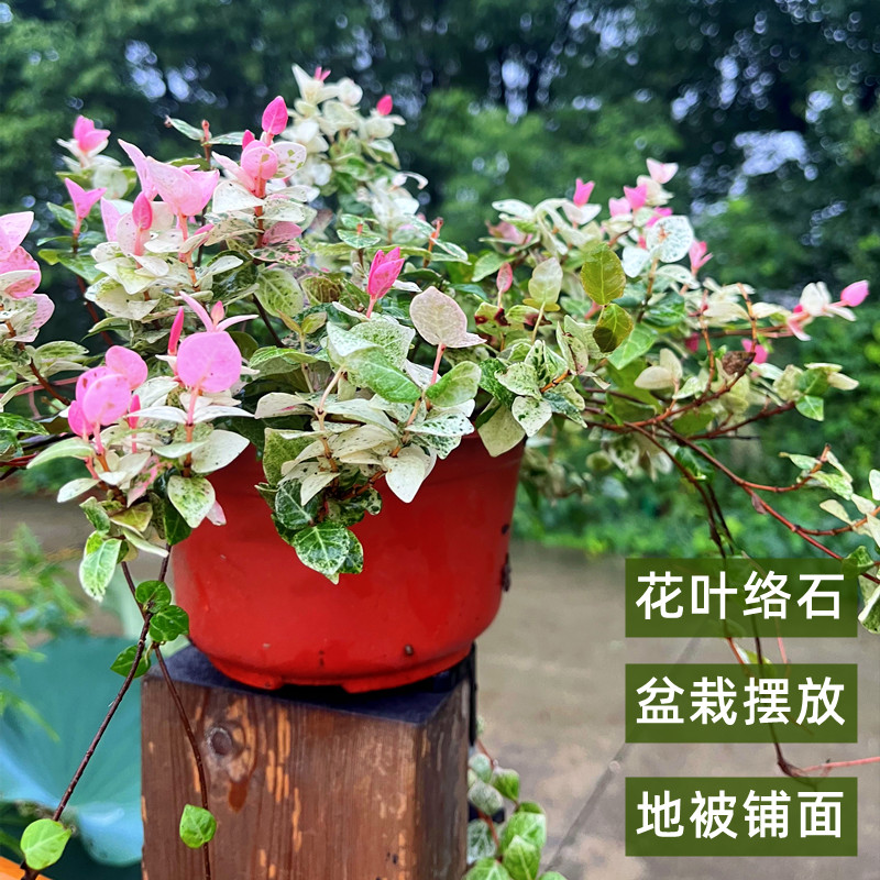 花叶络石盆栽庭院彩叶花卉黄金络石吊兰爬藤四季常青藤蔓植物花园 - 图0