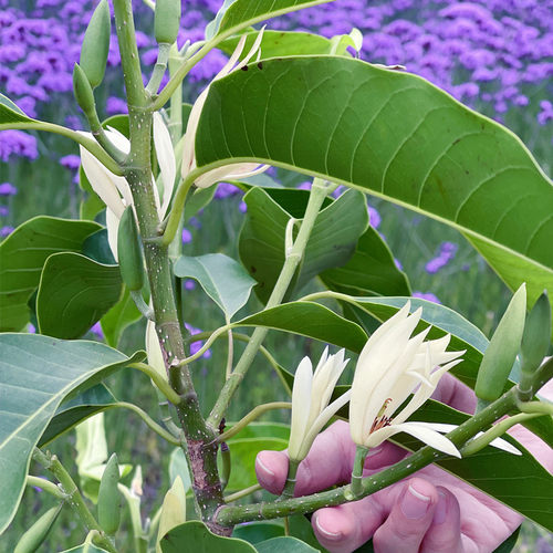 白兰花盆栽黄角兰大树苗玉兰花卉植物室内阳台绿植带花苞花镜植物 - 图2