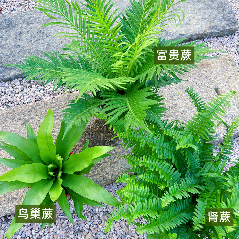 肾蕨盆栽蕨类植物波士顿室内鸟巢富贵彩虹蕨耐阴四季常青花镜植物 - 图1