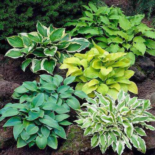 玉簪花庭院耐阴彩色地被植物金边青叶草本多年生宿根观叶耐寒花卉 - 图0