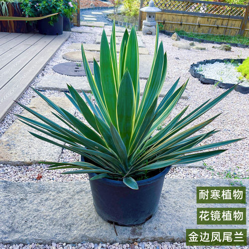 金边凤尾兰盆栽龙舌兰剑麻庭院阳台耐寒花卉四季常绿耐寒花镜植物 - 图0