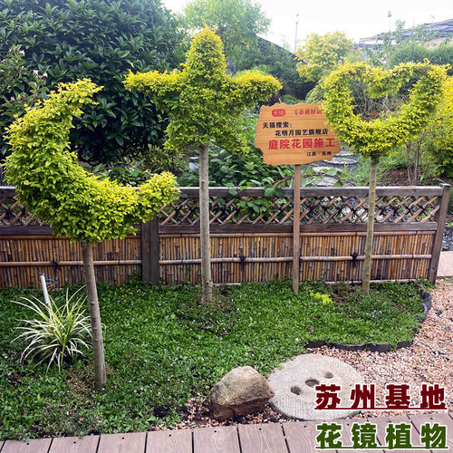 亮晶女贞棒棒糖川滇蜡树小叶亮金造型树老桩花园设计搭配花镜植物 - 图1