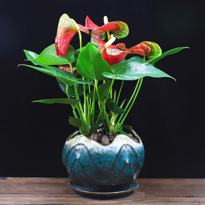 红粉掌盆栽花卉一帆风顺四季开花办公室内花客厅好养植物桌面绿植-图2