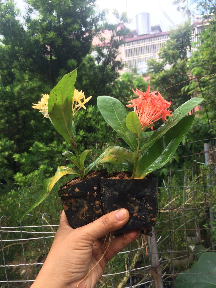 双色龙船花苗盆栽仙丹花苗百日红苗山丹英丹花苗大叶龙船花庭院美-图0