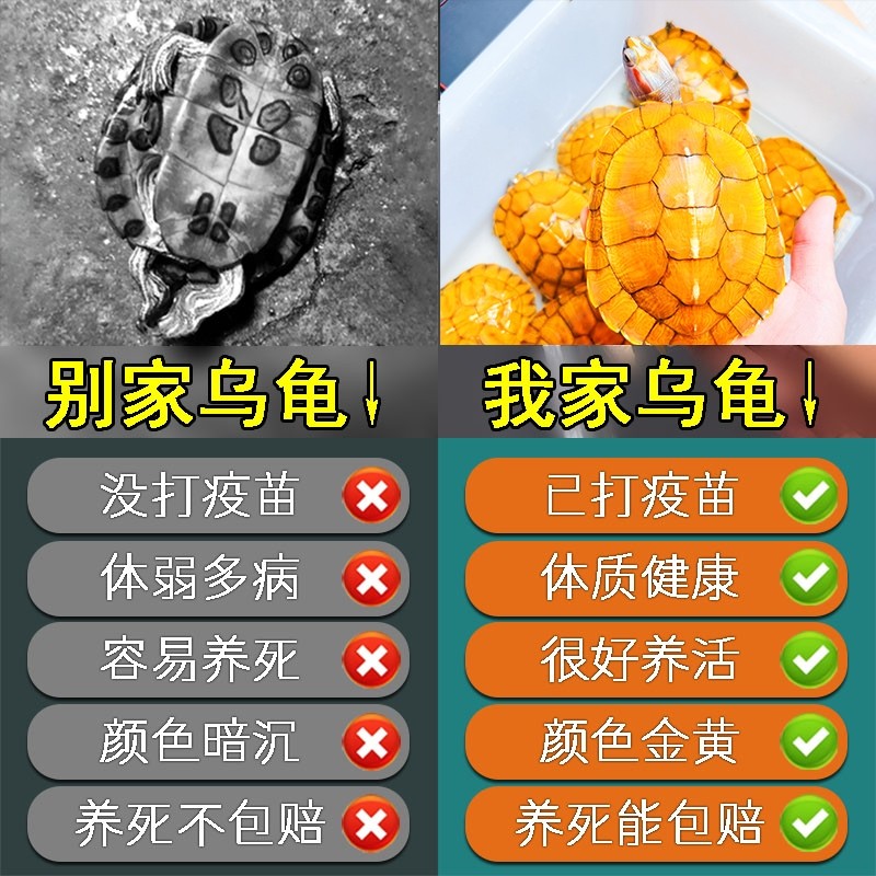 黄金巴西龟活体宠物龟外塘养殖网红小乌龟招财龟情侣龟风水龟水龟,淘宝优惠券,粉丝福利购,淘宝优惠卷
