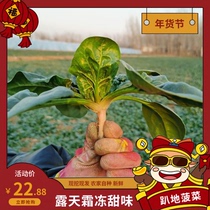 Henan Now Dig Vegetable Countryside Open-air Frost and Groggled Spinach Dwarf-footed spinach Fresh Red Root Spinach