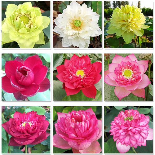 食用莲藕种苗种根池塘高产大型食用莲藕荷花苗种子观赏藕苗莲藕苗 - 图1