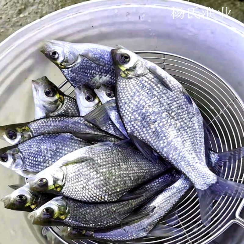 淡水鳊鱼苗武昌鱼苗三角鲂鱼团头鲂三角边淡水养殖冷水顺丰包邮-图0