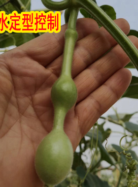 草里金药水定型药水小八宝三亭蚂蚁葫芦迷你葫芦超小葫芦把玩小