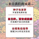 Китайские лучи травы тонкие листья японские лучи травы на Тайване, Тайваньский корт травы, выделенные семена газона травы, чтобы вопить